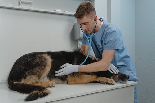 "Enfermedad del veterinario" en clínica veterinaria 
